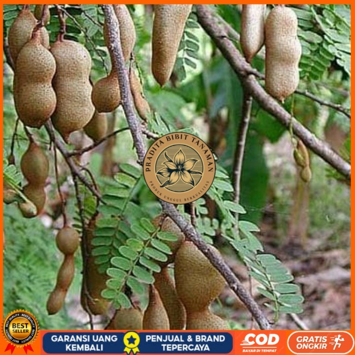 Bibit Tanaman Asem Jawa/ Bibit Pohon Asem Jawa PRADITA BIBIT TANAMAN