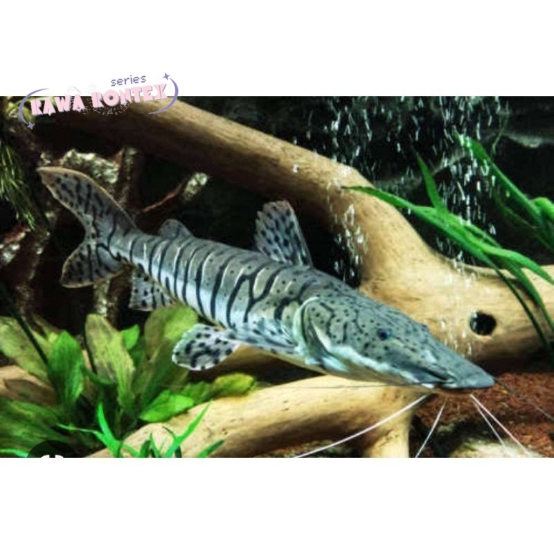 Pemanis akuarium hiasan aquarium TSN leopard catfish size 12 CM GARANSI DOA tankmate cod