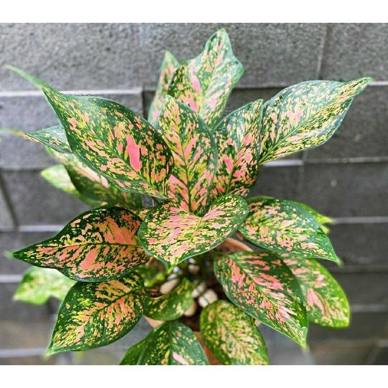 ( GRATIS ONGKIR ) Aglonema Ruby Chiangmai (Tanaman hias aglaonema Ruby Chiangmai) - tanaman hias hid