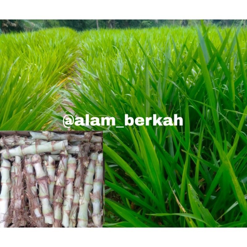 

BIBIT RUMPUT ODOT 50 batang (-+1kg) stek ODOT SUPER Termurah Pakan Ternak