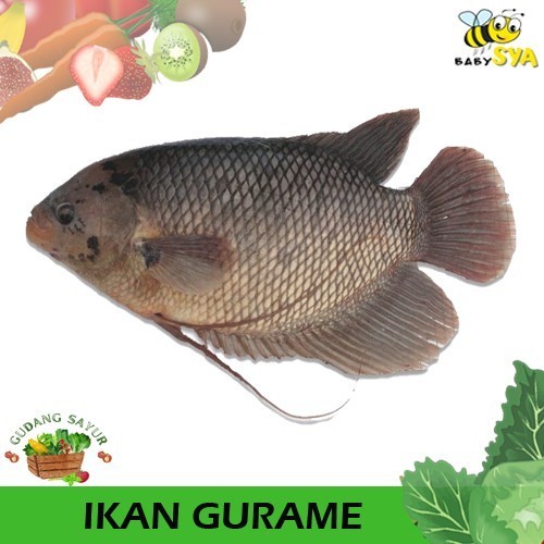 

Ikan Gurame 1Kg Ikan Segar Bekasi Jakarta Timur Utara Selatan Pusat Dibersikan