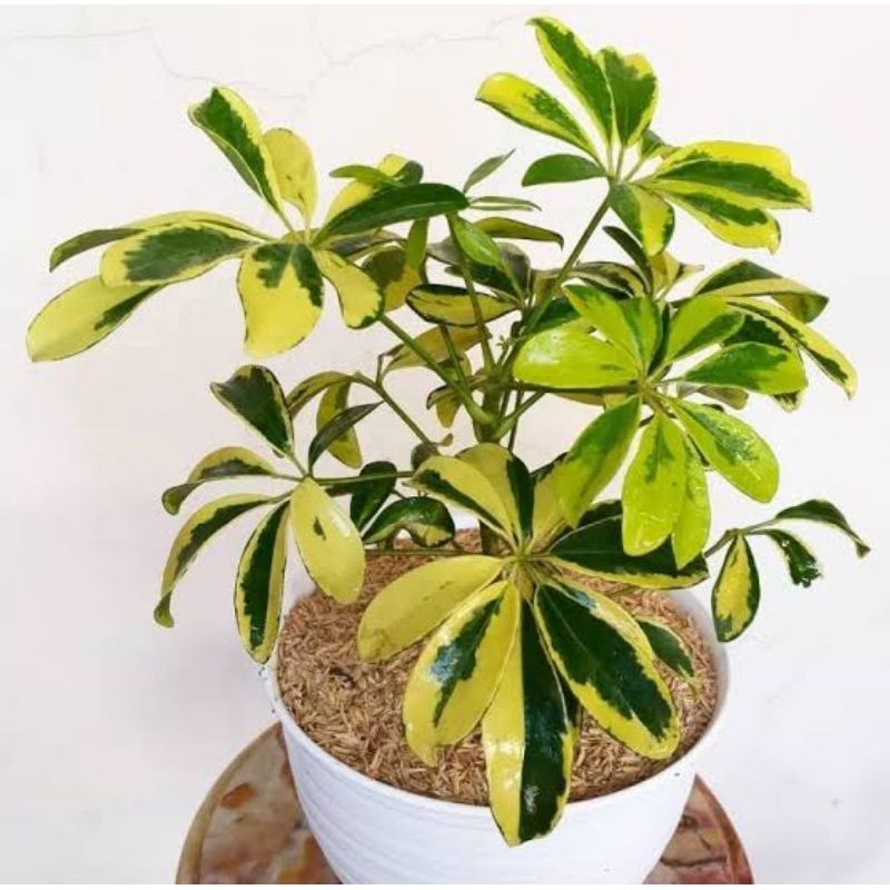 PROMO Tanaman Hias Walisongo Pohon Walisongo / Tanaman Hidup Walisongo Bunga Hias Walisongo