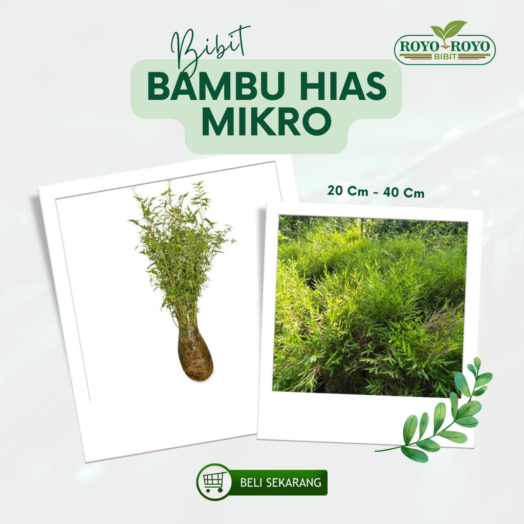 Bibit Bambu Mikro Cina Tanaman Hias