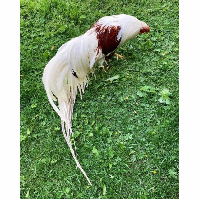 

Telur ayam hias yokohama fertil untuk ditetaskan Langsung