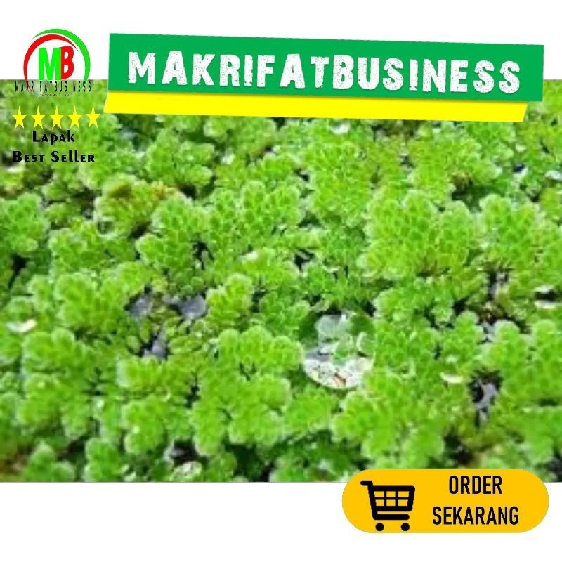 MAKRIFAT DIGITAL Paket 1 Kg Rumput  AZOLLA Tanaman Air Pakan Ikan