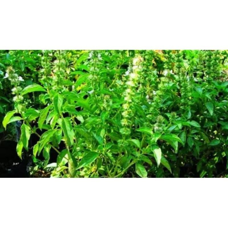 Promo BIBIT DAUN KEMANGI Termural terlaris