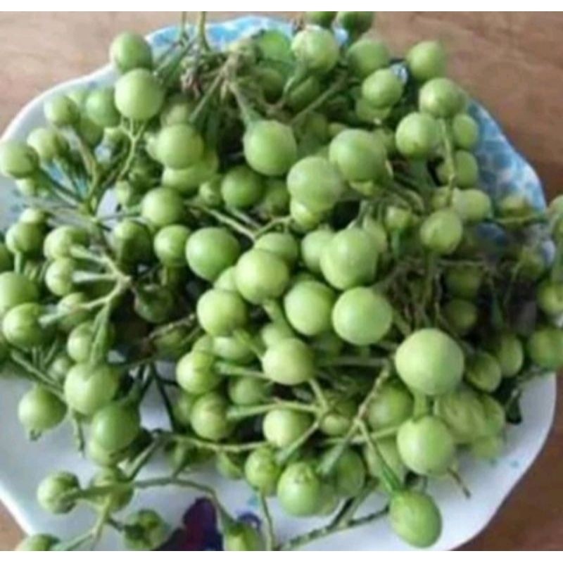 

jual buah tekokak cepokak terong pipit segar 300gram