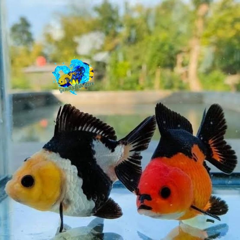 Perlengkapan aquarium Paket Hemat 5 Ekor 7-9cm Koki Panda Tricolor Hiasan Aquarium + Bonus Pelet 10 