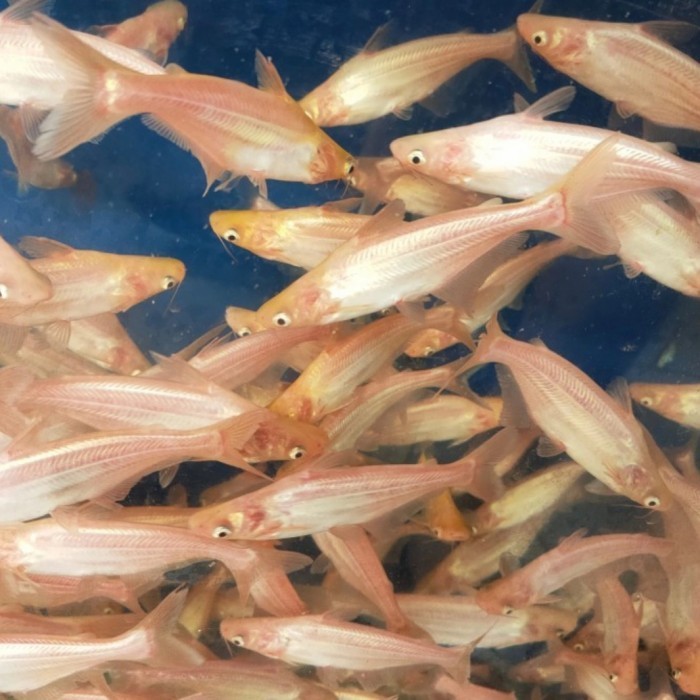 Hiasan Aquarium Hiu Tawar Patin ALbino Putih