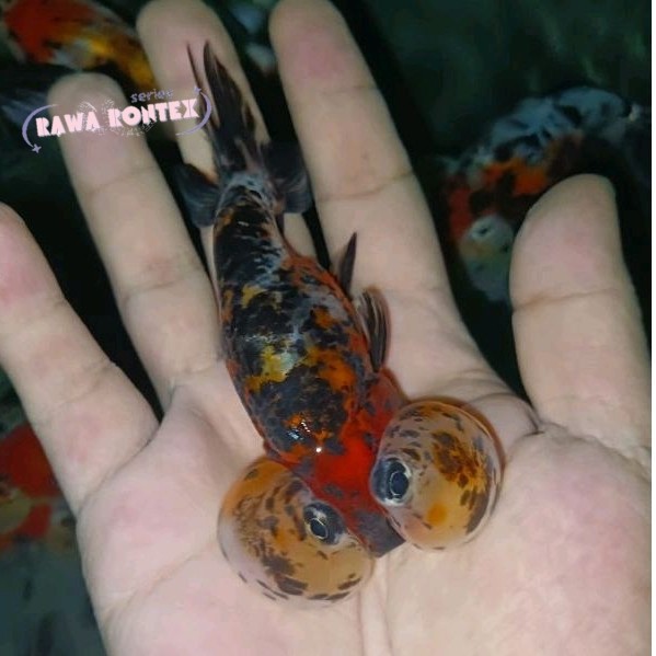 perlengkapan akuarium mata balon  / ikan mas koki mata balon / bubble eye garansifull