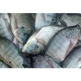 

Ikan Nila Toba 1 ekor 800 - 1000gr Medan - BEST Fresh food