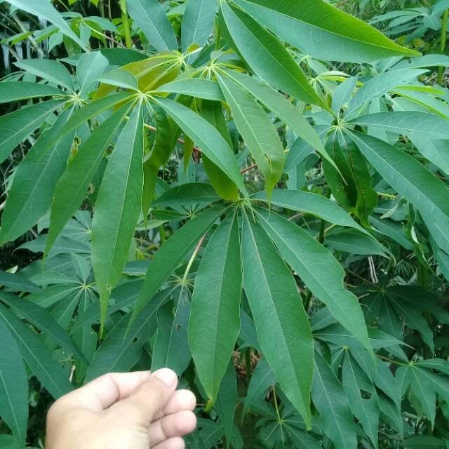 

Promo Daun randu fres segar 1 kg
