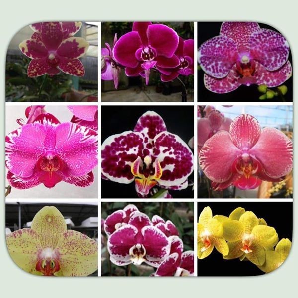 Paket 10 Seedling Anggrek Bulan