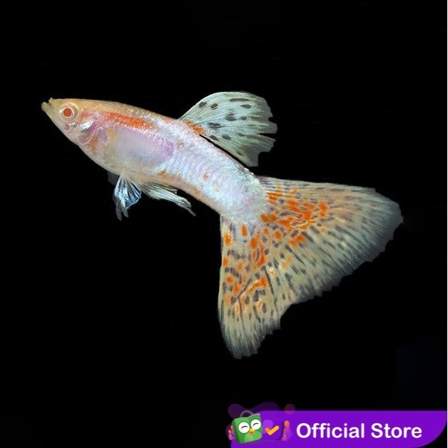 Guppy Albino Blue Japan / Ikan Hias Air Tawar
