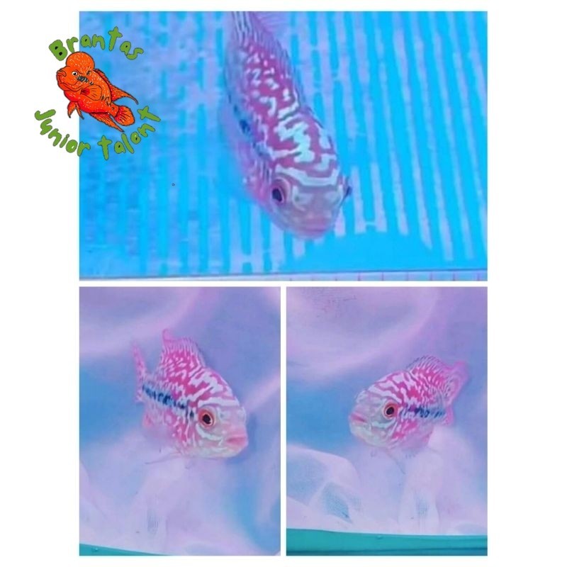 Kebutuhan akuarium UPDATE BESAR Semi Progres Louhan VIP Blood Line Thailand Red Kamfa 5-6 cm