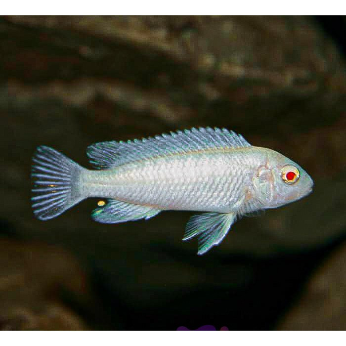 Ikan Snow White Cichild / Ikan Hias Air Tawar / Ikan Hias Aquascape