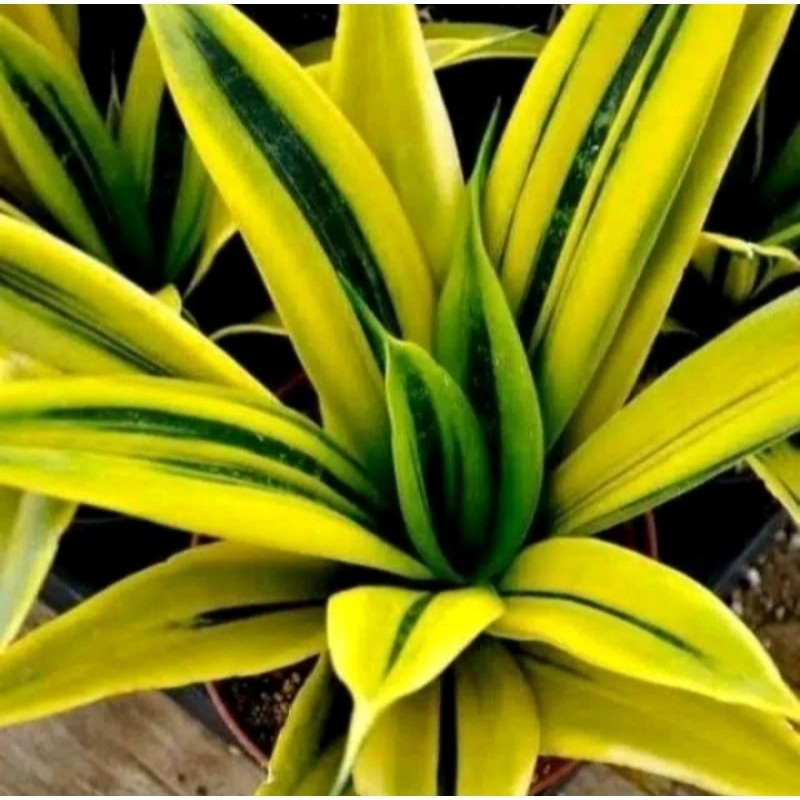 Tanaman Hias Sansivera Gold Flame / golden flame Cantik segar