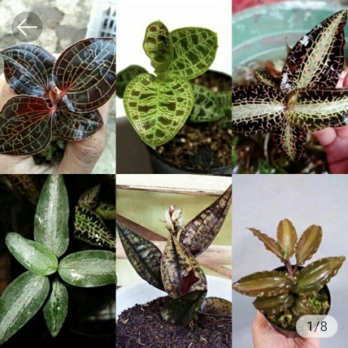 paket hemat jewel orchid terlaris 6 jenis tanaman . ready .