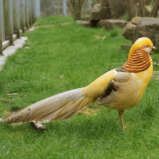

Telur ayam hias ringneck yellow pheasant fertil asli