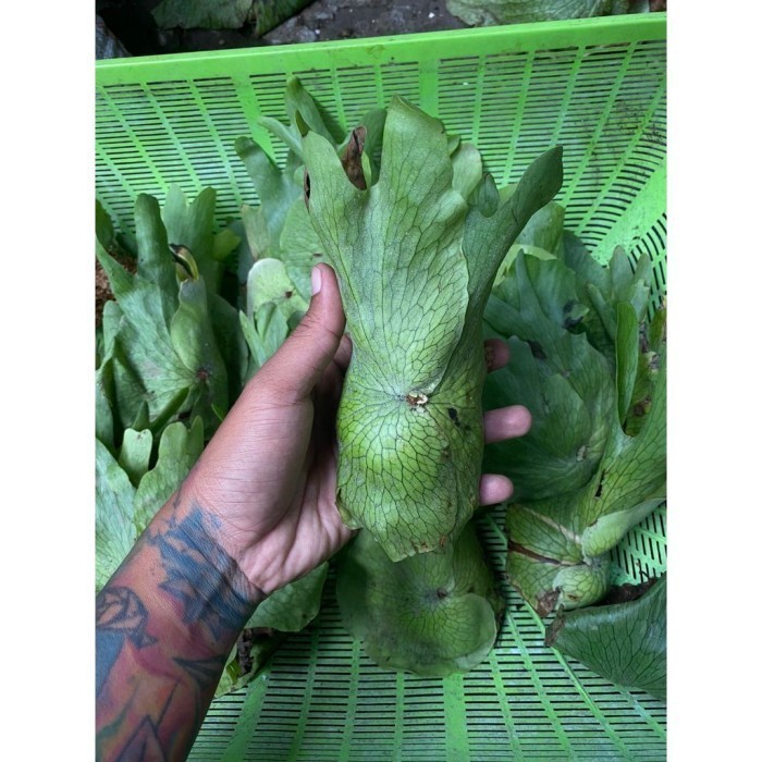 PLATYCERIUM WANDAE SIZE BABY CABUTAN . ready .