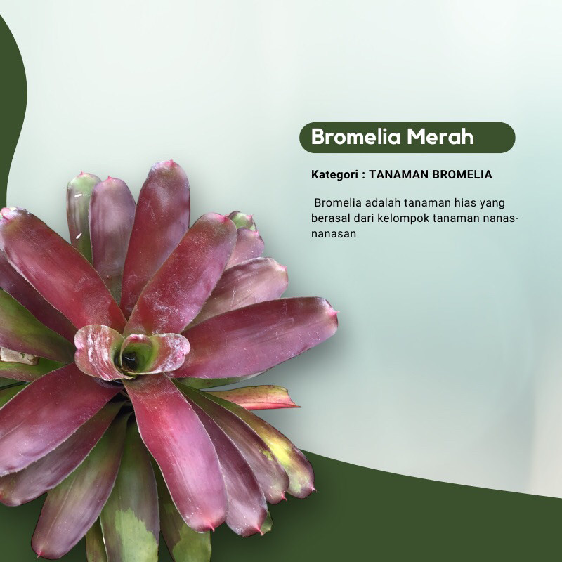 Tanaman Bromelia Merah JUMBO / Bromelia merah / ukuran jumbo