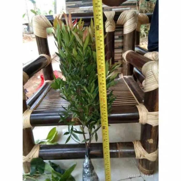 Tanaman Hias Pohon Pucuk merah 50cm