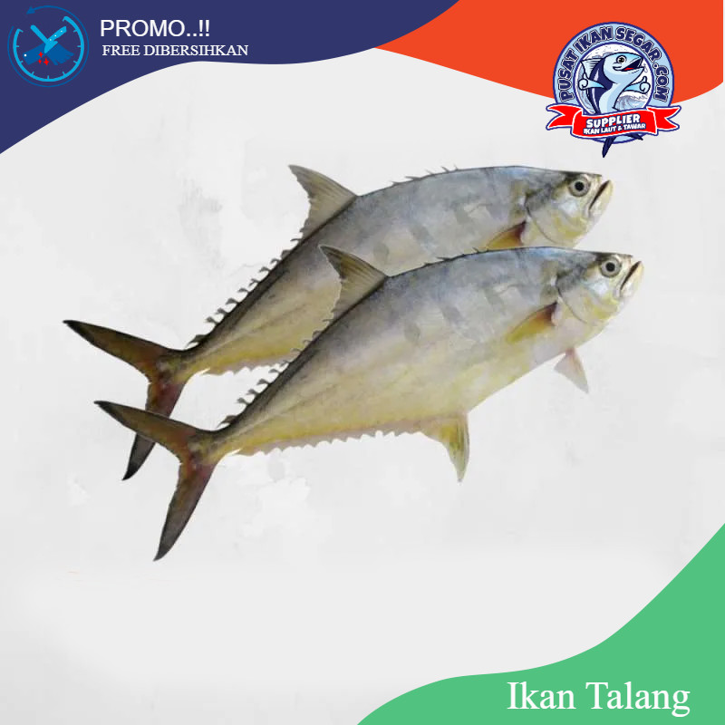

Ikan Talang Fresh Free Dibersihkan