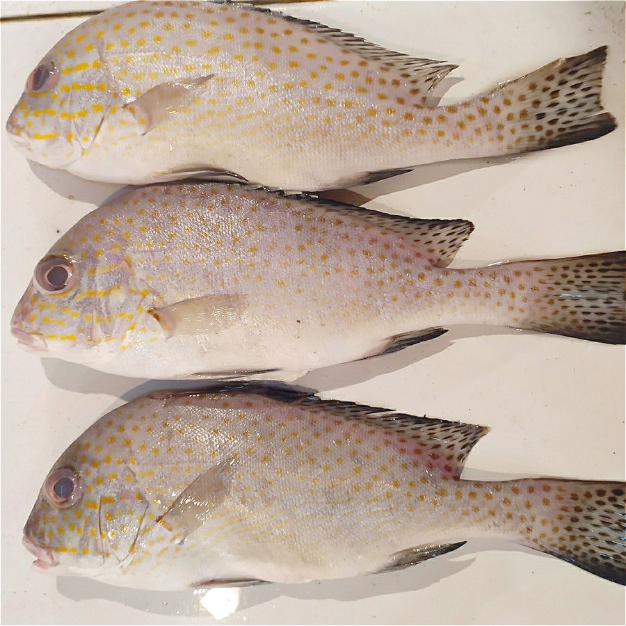 

Ikan Kakap Kaci-kaci 1kg