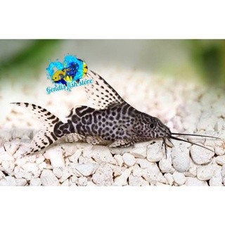 BIGSALE  Ikan Hias sapu sapu Synodontis Sinodentis Pemakan Alga Lumut murmer bergaransi