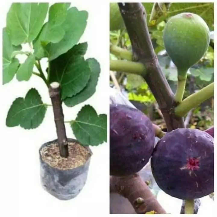 Bibit Buah Tin Ungu Asli-Bibit Tin Ungu Super-Jual Bibit Tanaman Buah Tin Ungul-Bibit Tin Cepat Berb