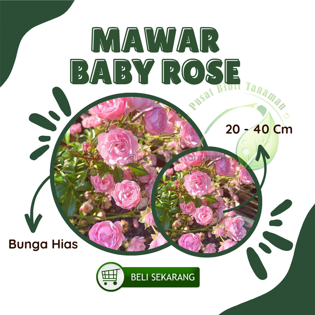 Bibit Mawar Baby Rose Tanaman Bunga Hidup
