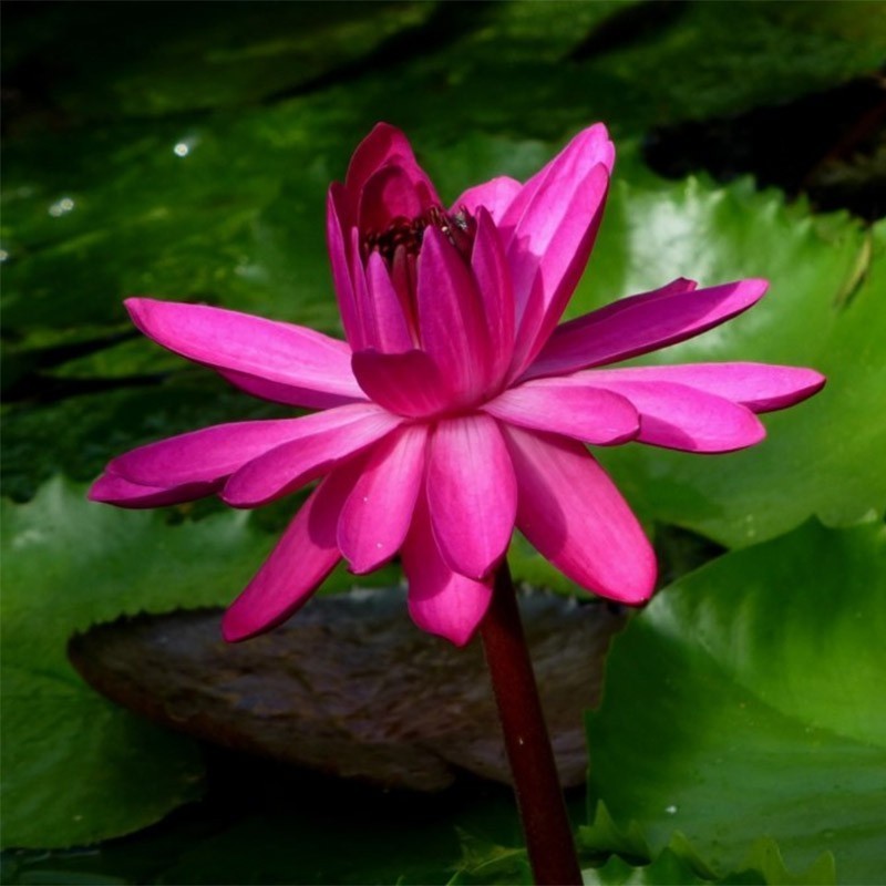 Tanaman Hias Teratai Rubra Merah - tanaman bunga teratai