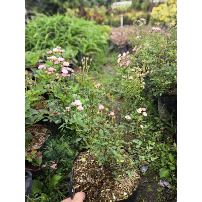 mawar baby rose indukan besar