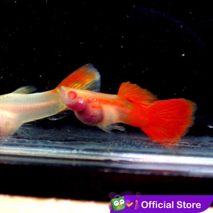 Guppy Albino Red Glass Belly / Ikan Hias Air Tawar
