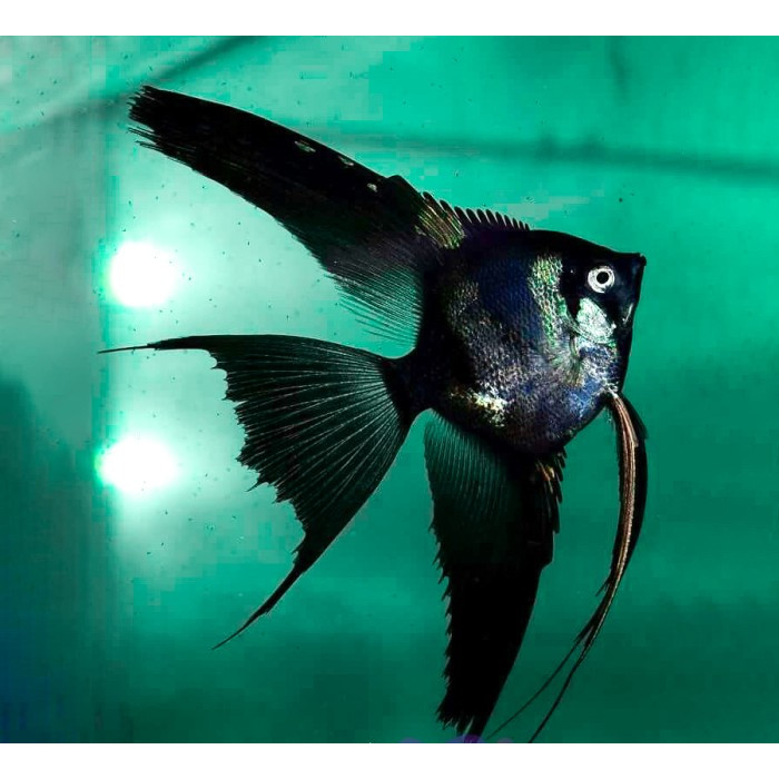 Manfish Black Angel / Angel FIsh / Ikan Hias Aquascape / Air Tawar