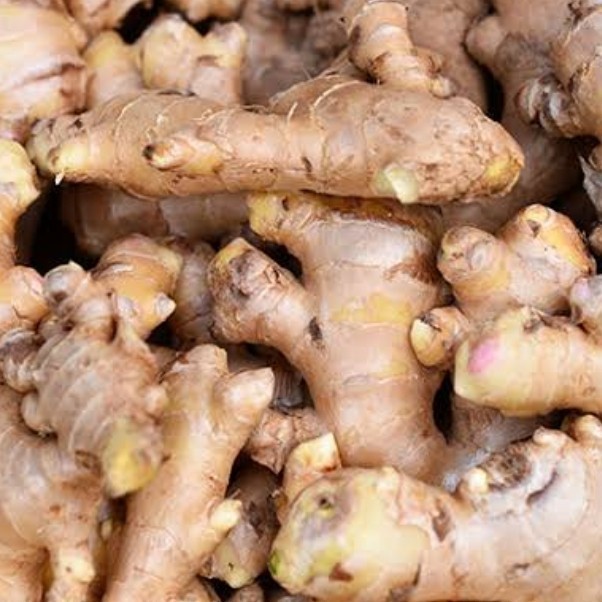 

jahe putih putih 1000gram