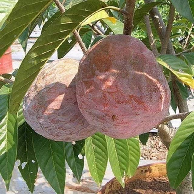 Bibit buah srikaya merah san pablo