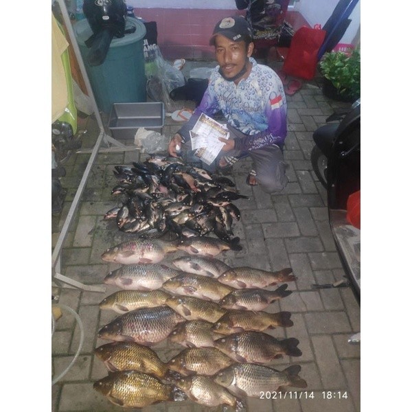 BLACK GACOY oplosan terbaik lomba ikan mas,galapung,galatama,cocok semua media umpan,oplosan ikan ma