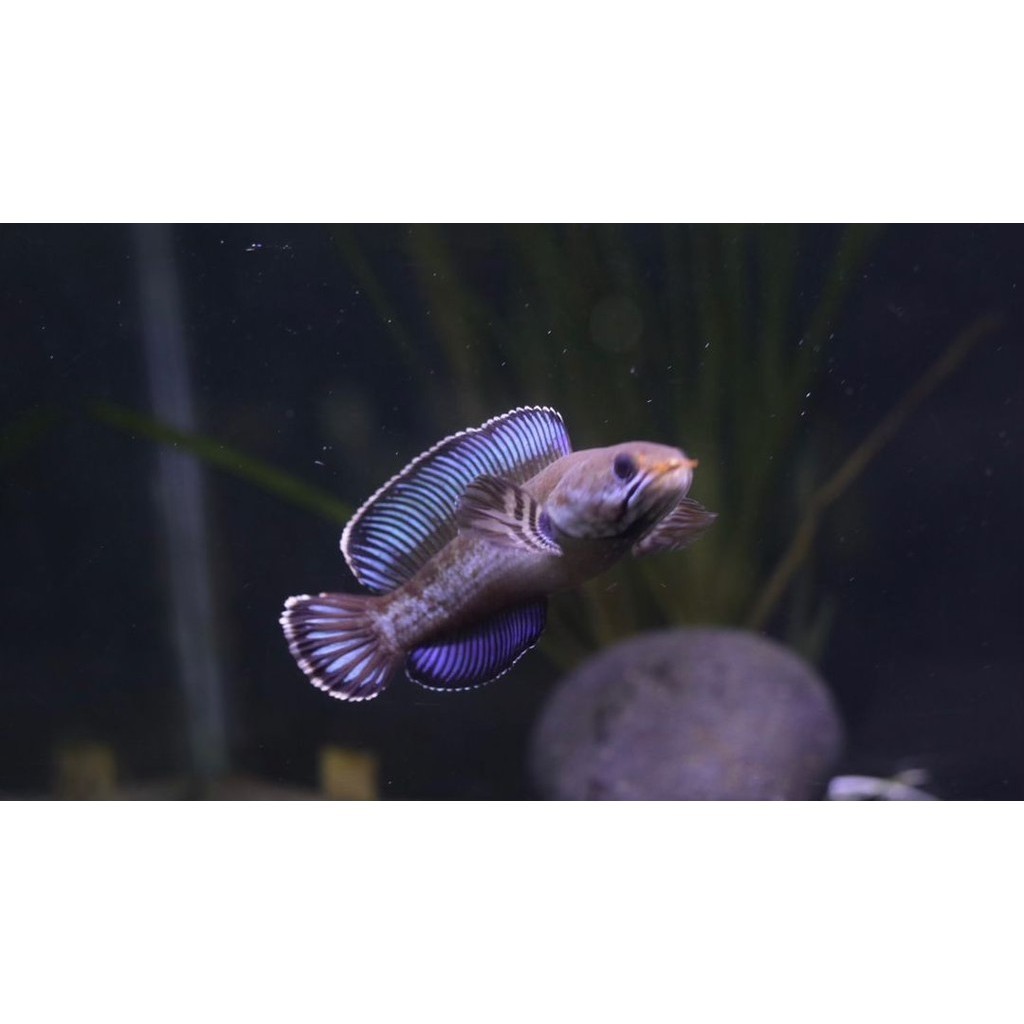 hiasan kaca flaring channa Blue Andrao Calon Gondrong Progresan Grade A 5 - 6 cm