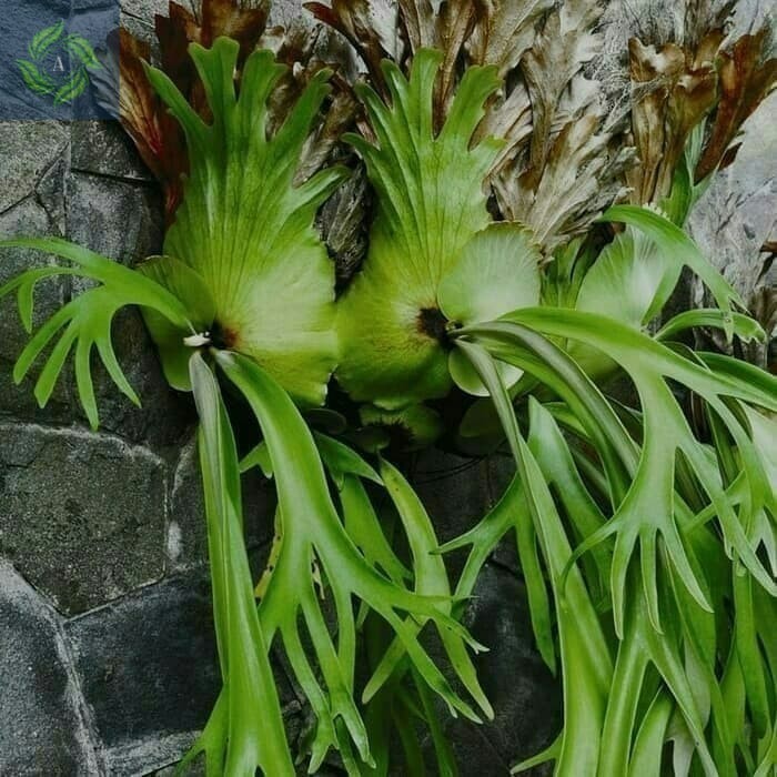 Tanaman Hias Paku Tanduk Rusa Ukuran Besar Kualitas Terbaik + Media Tanam