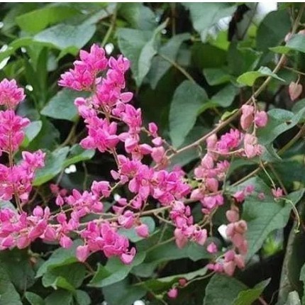 

Ready stok New Promo bibit bunga mata air pengantin