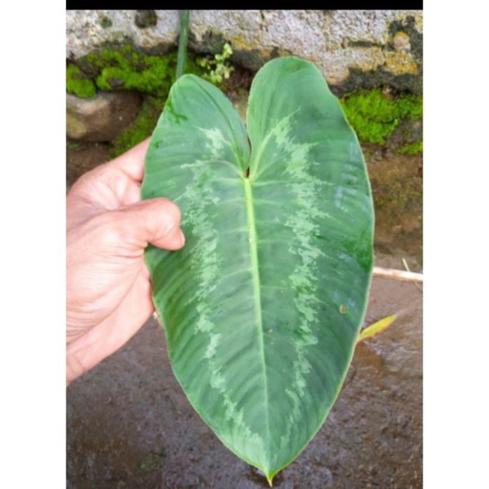 

silahkan Promo keladi homalomena/tanaman hias keladi homalomena/ keladi perawan