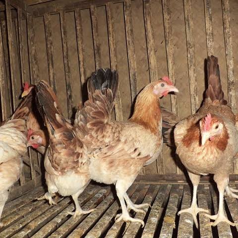 

Telur ayam elba petelur handal siap ditetaskan - telur-ayam-elba