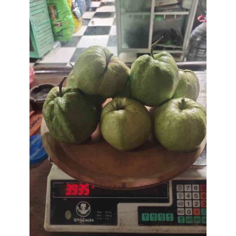 

IMDA HANDICRAFT Paket 1 Pcs Size JUMBO Buah JAMBU KRISTAL PUTIH Tanpa Biji