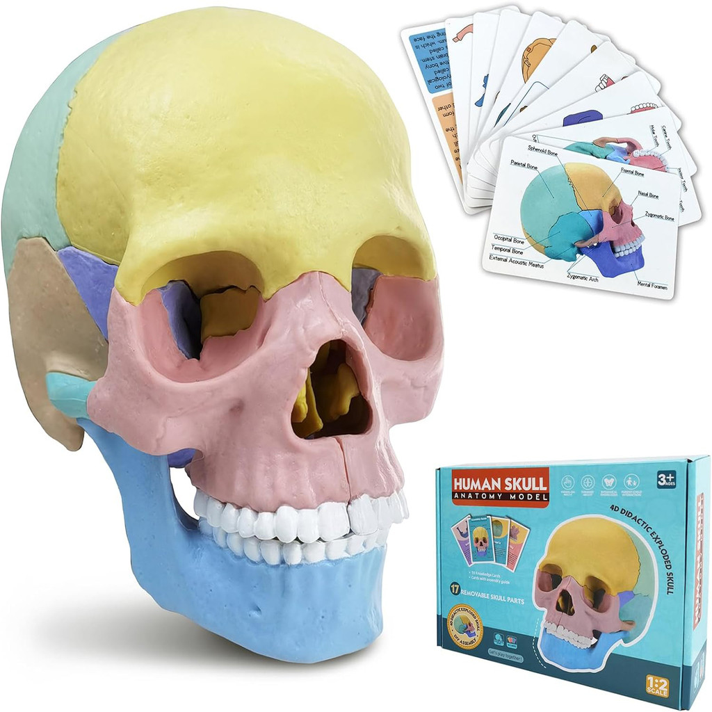 4D Anatomy Moodel Life-sized Colored Human Anatomy Head Skull Toy Assembly Oral Teaching Medical Ske