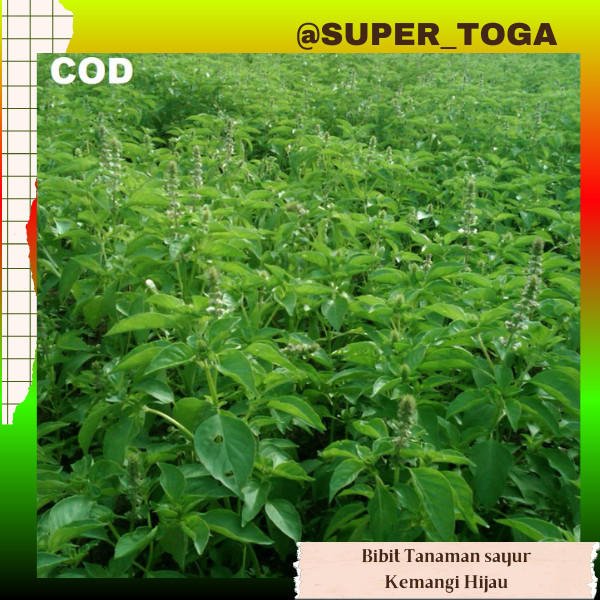 promo bibit kemangi hijau siap tanam kualitas unggul bibit sayur kemangi bibit kemangi sayur