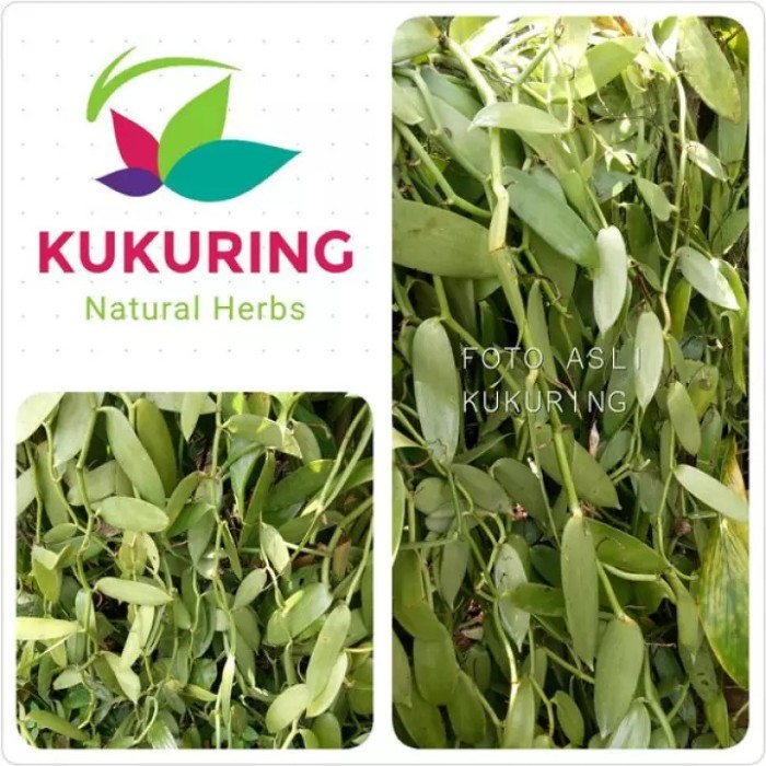 Ready stok banyak BIBIT PANILI METERAN VANILI VANILLA PLANIPOLIA VANILLI PER METER MURAH - 25 cm Sil