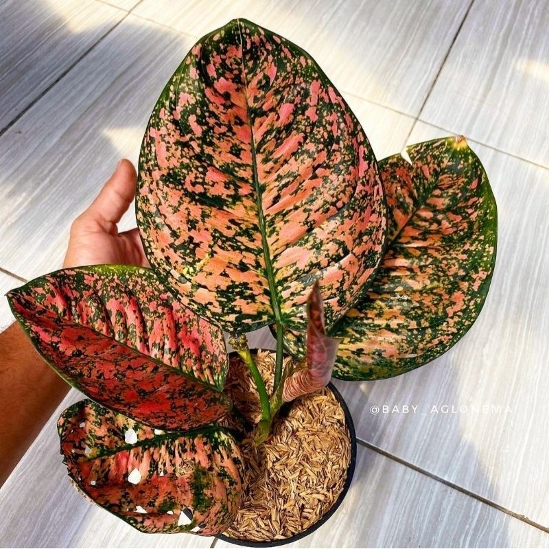 ( BISA BAYAR DI TEMPAT ) Aglaonema Ruby Kura / Aglonema Rubi Kura / Aglonema Ruby Kura (Tanaman hias