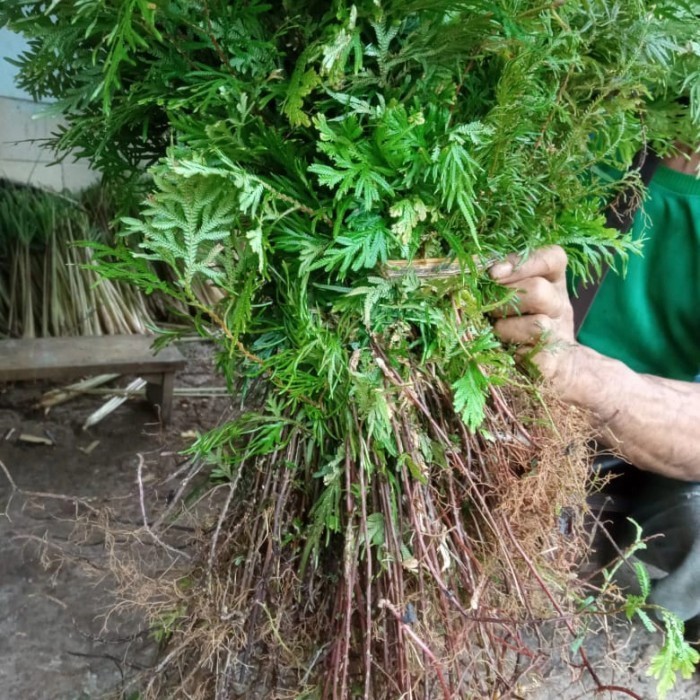 

daun cakar ayam 500 gram