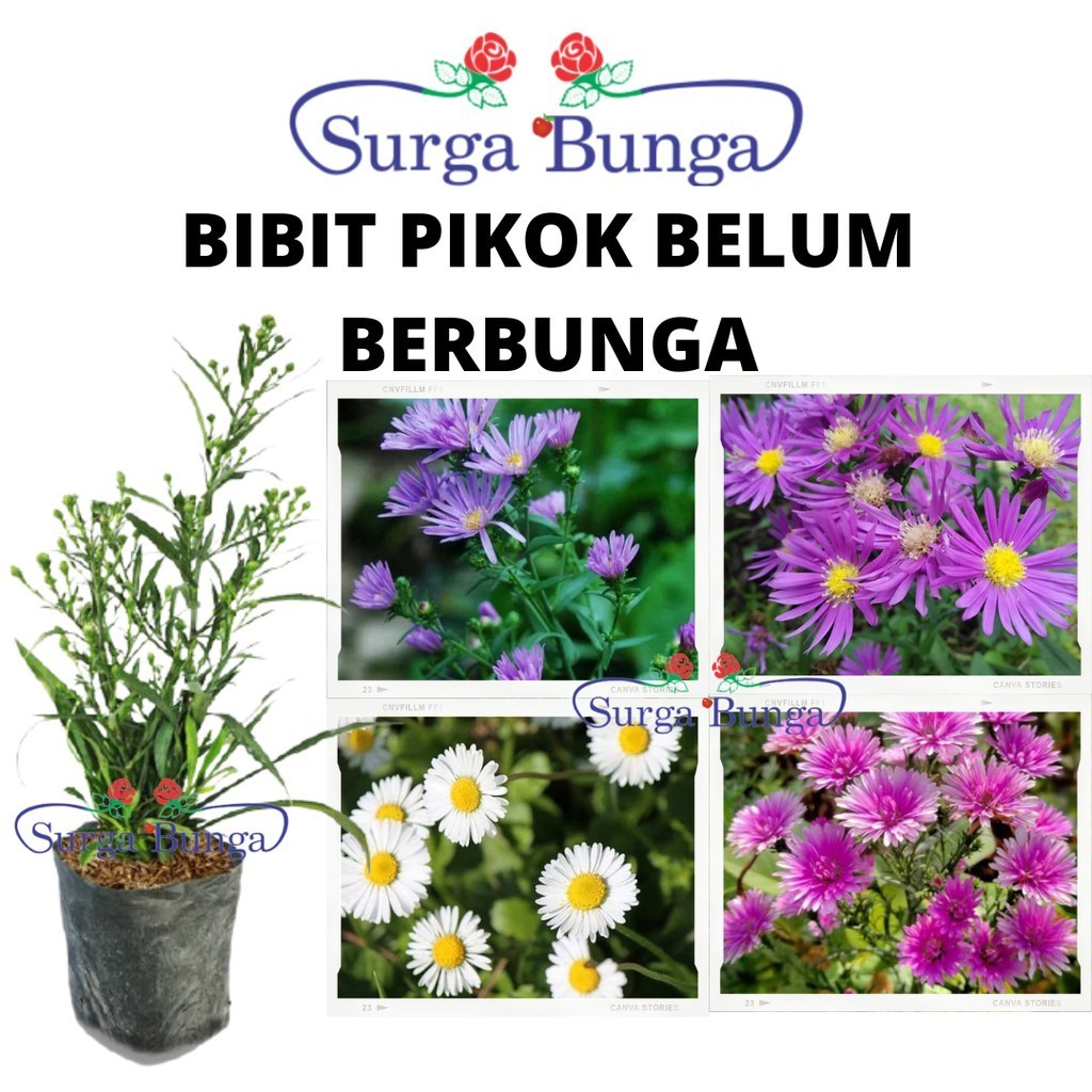 Bibit Bunga Aster Pikok berbunga (Symphyotrichum )- Tanaman Bunga Hias Hidup
